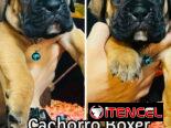 Tienda de Cachorros (Habana)