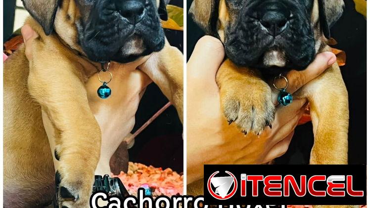 Tienda de Cachorros (Habana)