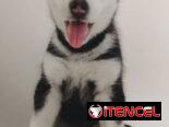 HUSKY SIBERIANO,machos,en 200 USD o equivalente,TENGO MENSAJERÍA,de 46 días,desparacitados,entrega con historia clínica