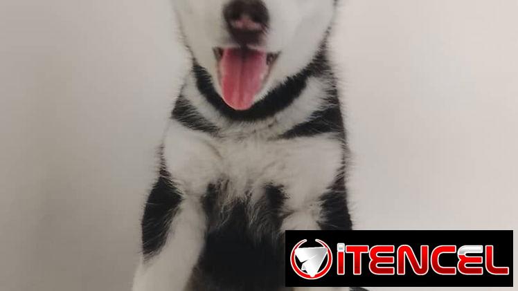 HUSKY SIBERIANO,machos,en 200 USD o equivalente,TENGO MENSAJERÍA,de 46 días,desparacitados,entrega con historia clínica
