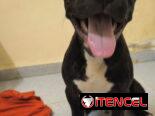 PITBULL,macho,en 130 USD o equivalente(ACEPTO TRANSFERENCIA)TENGO MENSAJERÍA,de 3 meses(pesa 7.8kg) y esta desparacitado