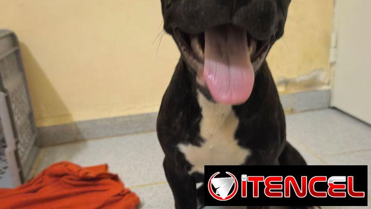 PITBULL,macho,en 130 USD o equivalente(ACEPTO TRANSFERENCIA)TENGO MENSAJERÍA,de 3 meses(pesa 7.8kg) y esta desparacitado