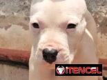 ((( DOGO ARGENTINO AMBOS SEXOS BETTY MASCOTAS WHATSAPP 52506841 )))