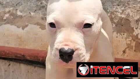 ((( DOGO ARGENTINO AMBOS SEXOS BETTY MASCOTAS WHATSAPP 52506841 )))