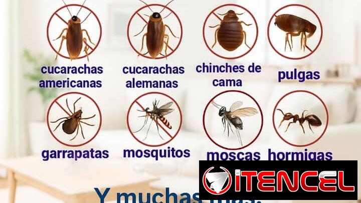 Servicio de fumigación de plagas urbanas