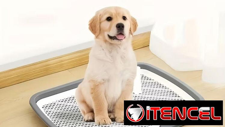 BUSCO Bandeja de entrenamiento para perros