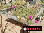 Plantas decorativas