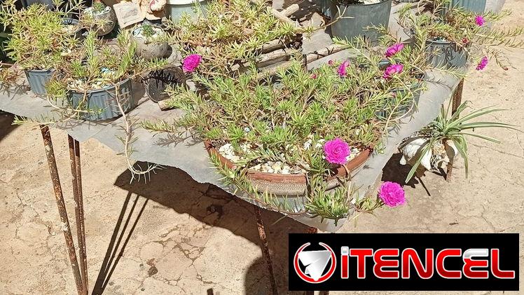 Plantas decorativas