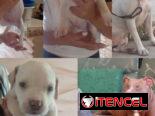 • • • • • •  RAZAS CANINAS PARA ELEGIR WhatsApp 58746643• • • • • •