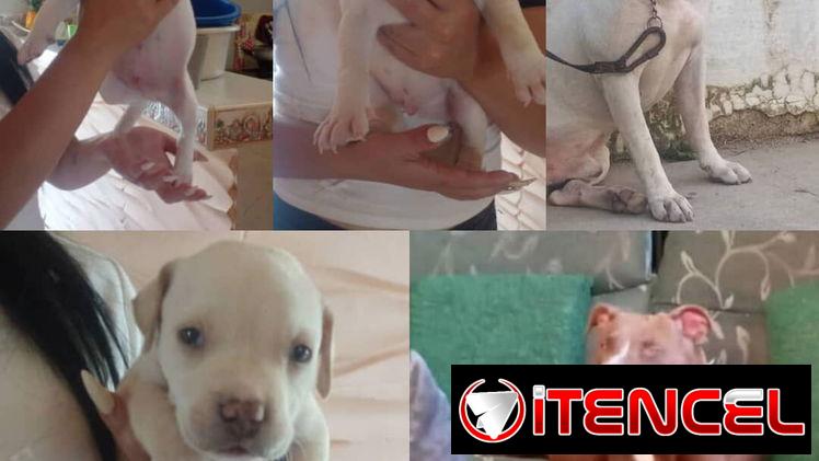 💜💜💜* 🐶¿BUSCAS UN CACHORRO?* TE AYUDAMOS A ENCONTRAR TÚ FIEL COMPAÑERO WHATSAPP 58746643 💜💜💜.