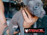 Hermosos perros pitbull ambos sexos…