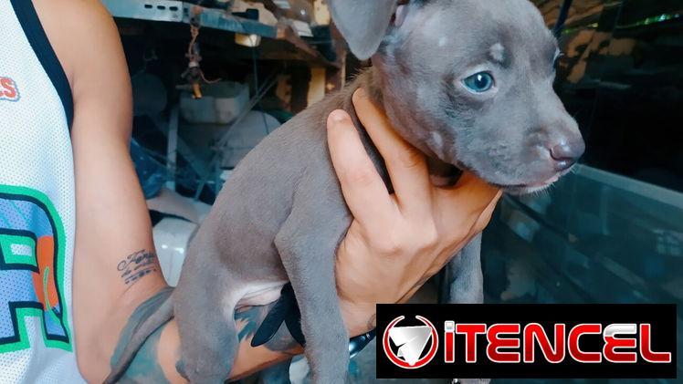 Hermosos perros pitbull ambos sexos…