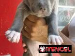 Pitbull