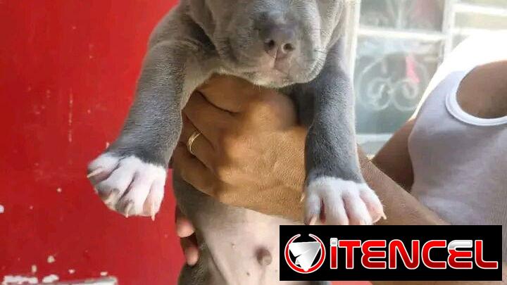 Pitbull