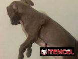 Cachorros de pitbull