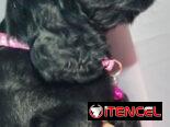 COCKER SPANIEL