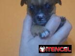 CHIHUAHUA,hembra,en 150 USD o equivalente(ACEPTO TRANSFERENCIA)TENGO MENSAJERÍA,tiene 50 días y está desparacitada.