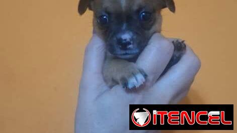 CHIHUAHUA,hembra,en 150 USD o equivalente(ACEPTO TRANSFERENCIA)TENGO MENSAJERÍA,tiene 50 días y está desparacitada.