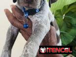 😍HERMOSOS CACHORROS BRAÇO ALEMÁN 😍