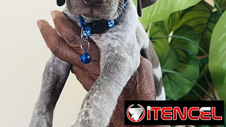 😍HERMOSOS CACHORROS BRAÇO ALEMÁN 😍