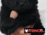 VENDEMOS PERROS PURA RAZAS Y ARTÍCULOS DE MASCOTAS