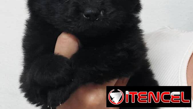 VENDEMOS PERROS PURA RAZAS Y ARTÍCULOS DE MASCOTAS