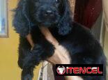 Hermosos cachorros de cocker Spaniel ambos sexos