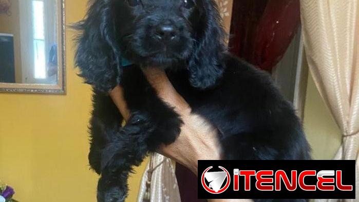 Hermosos cachorros de cocker Spaniel ambos sexos