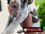 Cachorros en venta