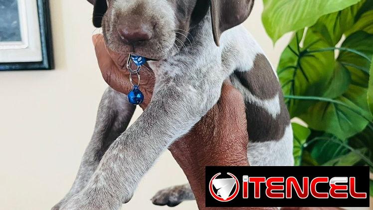 Cachorros en venta