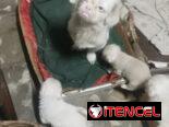 Pekines ambos sexos albinos