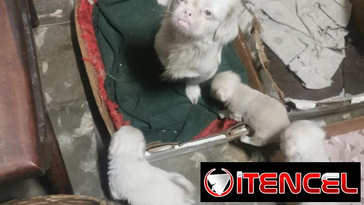 Pekines ambos sexos albinos