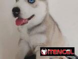 HUSKY SIBERIANO,machos,en 200 USD o equivalente,TENGO MENSAJERÍA,de 46 días,desparacitados,entrega con historia clínica