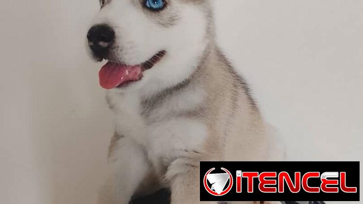 HUSKY SIBERIANO,machos,en 200 USD o equivalente,TENGO MENSAJERÍA,de 46 días,desparacitados,entrega con historia clínica