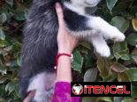 Cachorras Husky siberiano