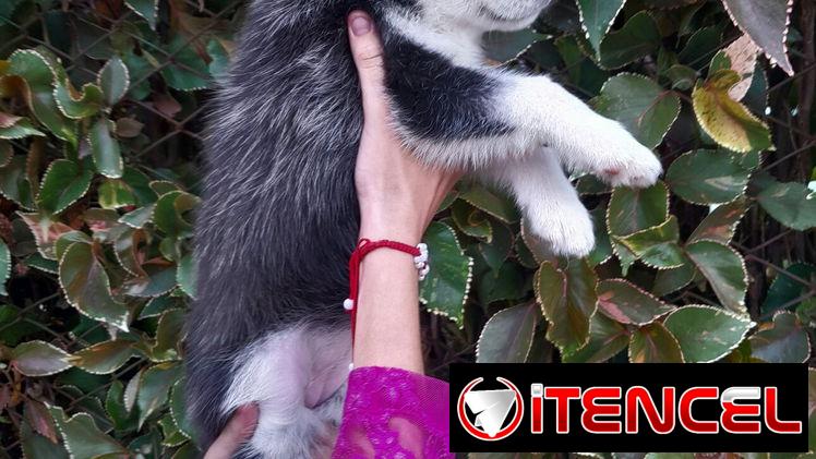 Cachorras Husky siberiano