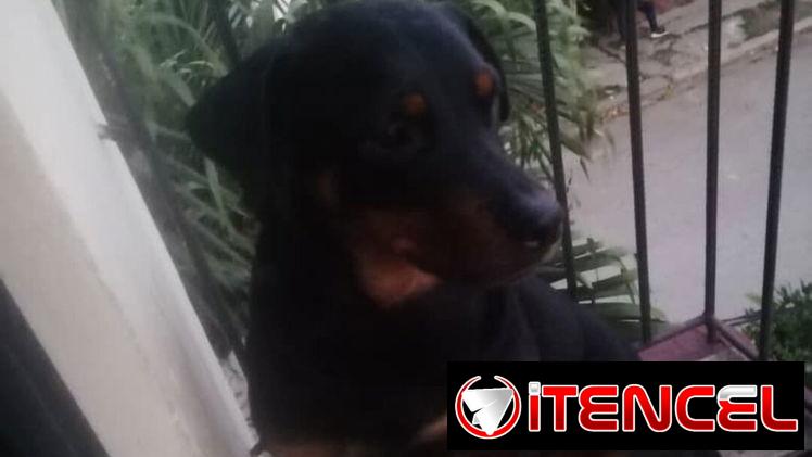 Se busca macho rotwailer para apareamiento