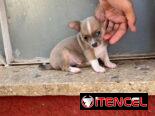 SHIHUAHUAS MINI,machos,en 150 USD o equivalente,TENGO MENSAJERÍA,tienen 65 días y están desparacitados.