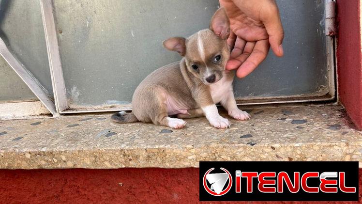 SHIHUAHUAS MINI,machos,en 150 USD o equivalente,TENGO MENSAJERÍA,tienen 65 días y están desparacitados.