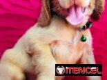 BELLOS COCKER SPANIEL