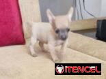 CHIHUAHUA,hembra,en 280 USD o equivalente(ACEPTO TRANSFERENCIA)TENGO MENSAJERÍA,tiene 65 días y está desparacitada