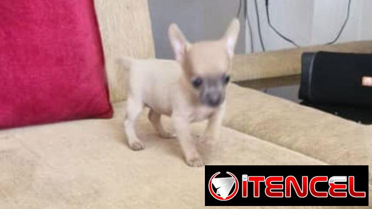 CHIHUAHUA,hembra,en 280 USD o equivalente(ACEPTO TRANSFERENCIA)TENGO MENSAJERÍA,tiene 65 días y está desparacitada