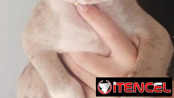 PITBULL MERLE,ambos sexos,en 200 USD o equivalente(ACEPTO TRANSFERENCIA)DOMICILIO INCLUIDO,de 60 días y desparacitados
