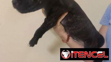 Cachorros de pitbull