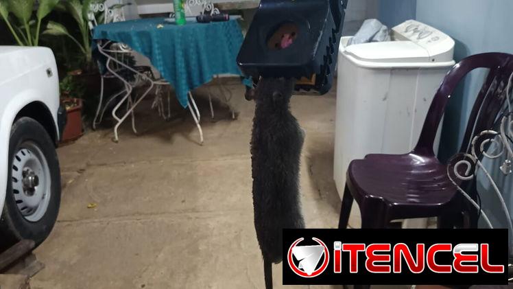 Ratoneras seguras