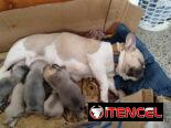 🐶 BULLDOG FRANCÉS EN VENTA 🐾 — ¡HERMOSO EJEMPLAR!