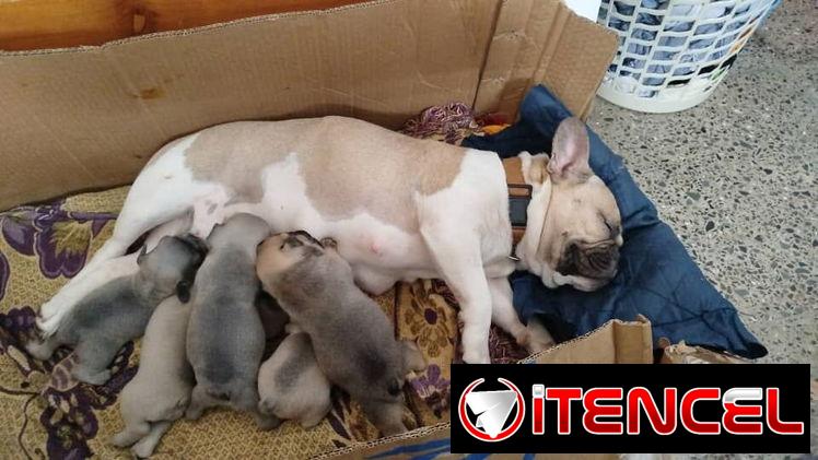 🐶 BULLDOG FRANCÉS EN VENTA 🐾 — ¡HERMOSO EJEMPLAR!