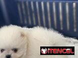 CACHORRO DE RAZA POMERANIA 🐻 🐻🐻