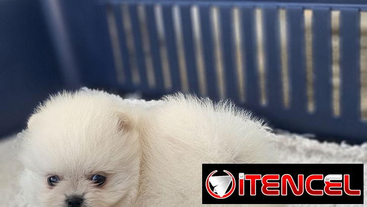 CACHORRO DE RAZA POMERANIA 🐻 🐻🐻