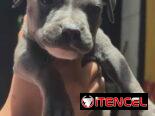 Si buscas calidad y compañía no dudes en llamar al 53818081